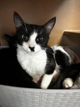 Rescue Domestic Short Hair Cats for Adoption in Seneca, South Carolina - Queenie $25 | PetCurious