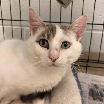 Opie -  Domestic Short Hair Cat Available for Adoption in Marshall, Virginia - Opie | PetCurious