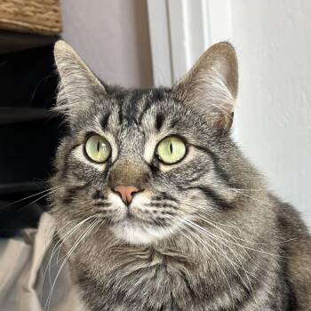 Oreo -  Maine Coon and Tabby Cat for Adoption in Alameda, California - Oreo | PetCurious