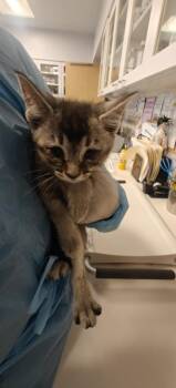 DOODLES -  Domestic Short Hair Cat Available for Adoption in Santa Fe, New Mexico - DOODLES | PetCurious