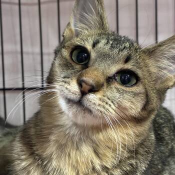 Rescue Domestic Short Hair and Tabby Cats for Adoption in Albuquerque, New Mexico - Carmelita | PetCurious