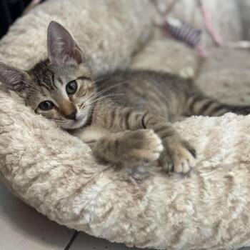Cleo -  Domestic Short Hair Cat for Adoption in Warren, New Jersey - Cleo | PetCurious