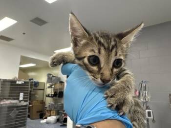 SNAPE -  Domestic Short Hair Cat for Adoption in Thousand Palms, California - SNAPE | PetCurious