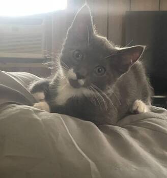 Frankleen -  Domestic Short Hair Cat for Adoption in Walled Lake, Michigan - Frankleen | PetCurious