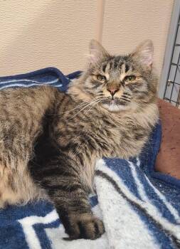 Maxine -  Tabby and Domestic Long Hair Cat for Adoption in Penns Grove, New Jersey - Maxine | PetCurious