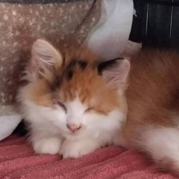Fluff -  Domestic Long Hair Cat for Adoption in Nampa, Idaho - Fluff | PetCurious
