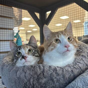 Domestic Short Hair Cats Available for Adoption - Sushi And Wasabi  | PetCurious