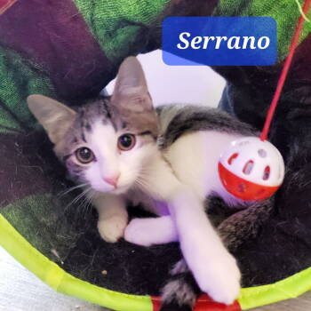 Rescue Domestic Short Hair Cats for Adoption in Dallas, Texas - Serrano NC | PetCurious