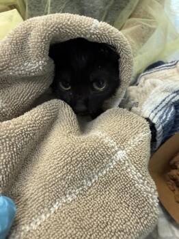 Yahoo -  Domestic Short Hair Cat for Adoption in New York, New York - Yahoo | PetCurious