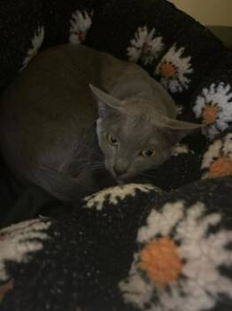 Burrito -  Domestic Short Hair Cat for Adoption in Charleston, South Carolina - Burrito | PetCurious