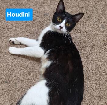 Houdini -  Domestic Short Hair and Tuxedo Cat for Adoption in Mesquite, Texas - Houdini | PetCurious