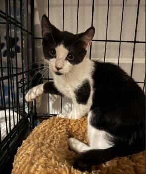 Rescue Domestic Short Hair Cats for Adoption in New York, New York - Chip | PetCurious