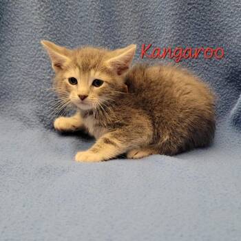 Kangaroo -  Domestic Short Hair Cat for Adoption in Parkersburg, West Virginia - Kangaroo | PetCurious