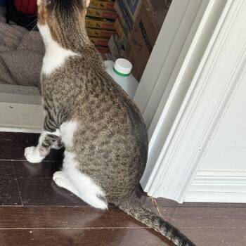 Rescue Bengal and Tabby Cats for Adoption in Brampton, Ontario - Jet | PetCurious