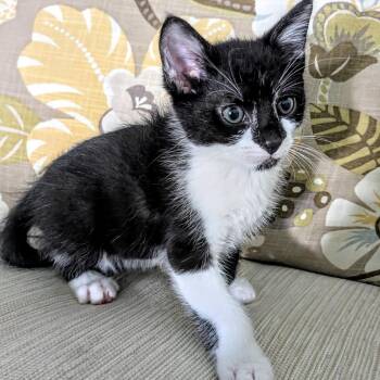 George -  Domestic Short Hair Cat for Adoption in West Palm Beach, Florida - George | PetCurious