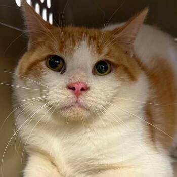 Domestic Short Hair Cats Available for Adoption in West Olive, Michigan - Desitin (Barn Cat) | PetCurious