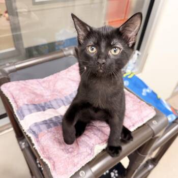 Maia -  Domestic Short Hair Cat for Adoption in Oshkosh, Wisconsin - Maia | PetCurious