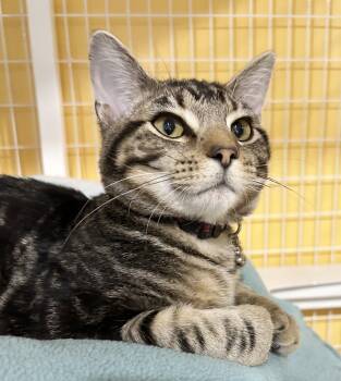 Rescue Tabby Cats for Adoption in Parkville, Missouri - Jed | PetCurious