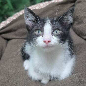 Domestic Short Hair Cats Available for Adoption in Nashville, Tennessee - Skunk | PetCurious