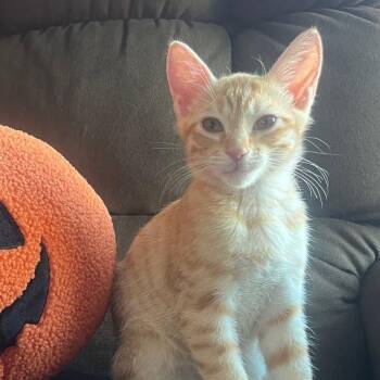 Rescue Domestic Short Hair and Tabby Cats for Adoption in Antioch, California - Waffles | PetCurious