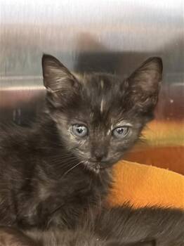 A660877 -  Domestic Short Hair Cat for Adoption in Houston, Texas - A660877 | PetCurious