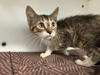 OTIS -  Domestic Short Hair Cat Available for Adoption in Peoria, Illinois - OTIS | PetCurious