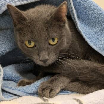 Mystery -  Domestic Short Hair Cat for Adoption in Oshkosh, Wisconsin - Mystery | PetCurious