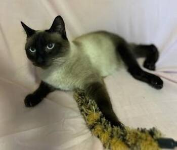 Rescue Siamese Cats for Adoption in Libby, Montana - Chloe | PetCurious
