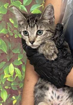 Rescue Domestic Short Hair Cats for Adoption in San Antonio, Texas - Blink | PetCurious