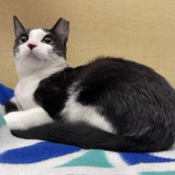 Owen -  Domestic Short Hair Cat for Adoption in Panama City, Florida - Owen | PetCurious