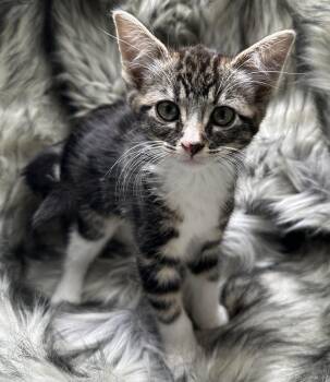 Domestic Short Hair and Tabby Cats Available for Adoption - Maya | PetCurious