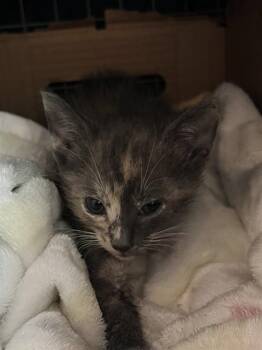 MINK -  Domestic Short Hair Cat for Adoption in Fort Lauderdale, Florida - MINK | PetCurious