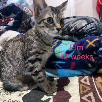 Elm -  Domestic Short Hair Cat for Adoption - Elm | PetCurious