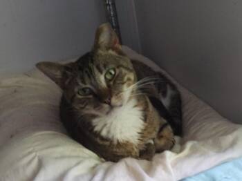 Crystal -  Domestic Short Hair Cat for Adoption in PORT WENTWRTH, Georgia - Crystal | PetCurious