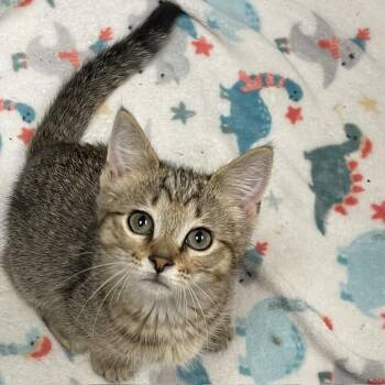 Everest -  Domestic Short Hair and Tabby Cat for Adoption in Elmwood Park, Wisconsin - Everest | PetCurious