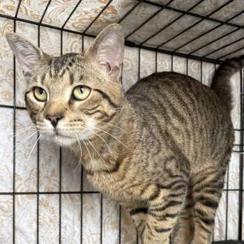 Domestic Short Hair Cats Available for Adoption in Washington, District Of Columbia - Spyder | PetCurious