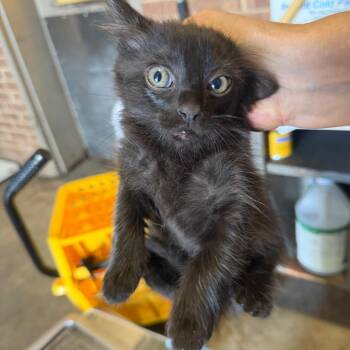 Nunez -  Domestic Short Hair Cat for Adoption in Birmingham, Alabama - Nunez | PetCurious