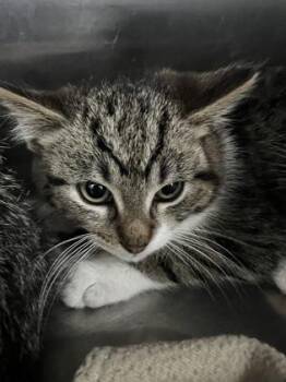 Domestic Short Hair Cats Available for Adoption - Boyan (Warrior Or Fighter) | PetCurious