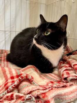 Domestic Short Hair Cats Available for Adoption - Remus | PetCurious