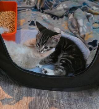 Sketch -  Domestic Short Hair Cat for Adoption in Virginia Beach, Virginia - Sketch | PetCurious