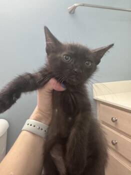 Winter -  Domestic Short Hair Cat for Adoption in Emerald Isle, North Carolina - Winter | PetCurious