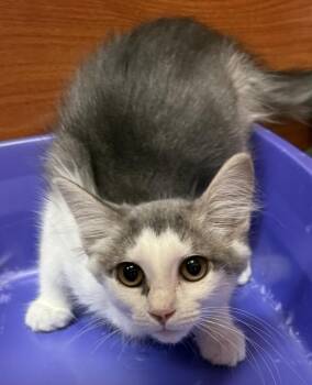 Berlioz -  Domestic Short Hair Cat for Adoption in Dayton, Minnesota - Berlioz | PetCurious