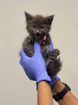 Rescue Domestic Short Hair Cats for Adoption in Ontario, California - NEEDS A FOSTER | PetCurious