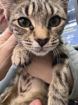 Rescue Domestic Short Hair Cats for Adoption in Hazlet, New Jersey - Velma | PetCurious