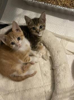 Tofu -  Domestic Short Hair Cat for Adoption in Salisbury, North Carolina - Tofu | PetCurious