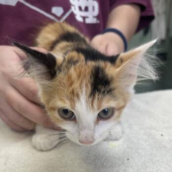 Eenie -  Domestic Short Hair Cat for Adoption in Starkville, Mississippi - Eenie | PetCurious