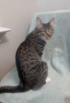 CICI -  Domestic Short Hair Cat for Adoption in Colorado Springs, Colorado - CICI | PetCurious