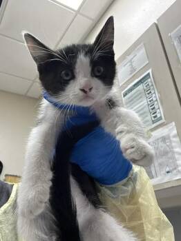 SUGAR PEPPER -  Domestic Short Hair Cat for Adoption in Las Vegas, Nevada - SUGAR PEPPER | PetCurious