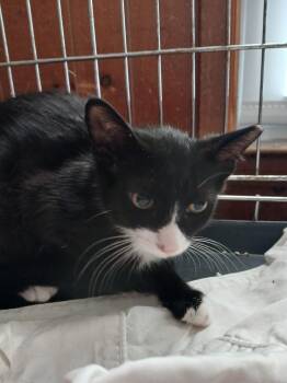 Papaya -  Tuxedo Cat for Adoption - Papaya | PetCurious