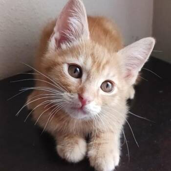 Tabby Cats Available for Adoption in Pasco, Washington - Clementine | PetCurious